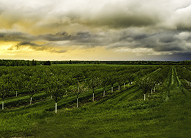 Boro e seus efeitos na nutrição de frutíferas