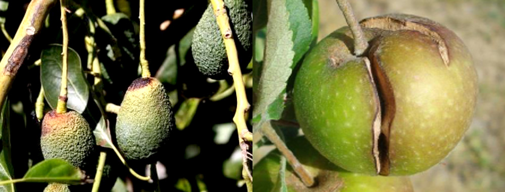 Necrose externa e rachaduras em frutos, associadas à deficiência de boro