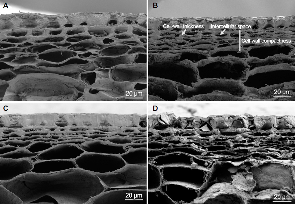 Controle, boro, cálcio, e boro + cálcio