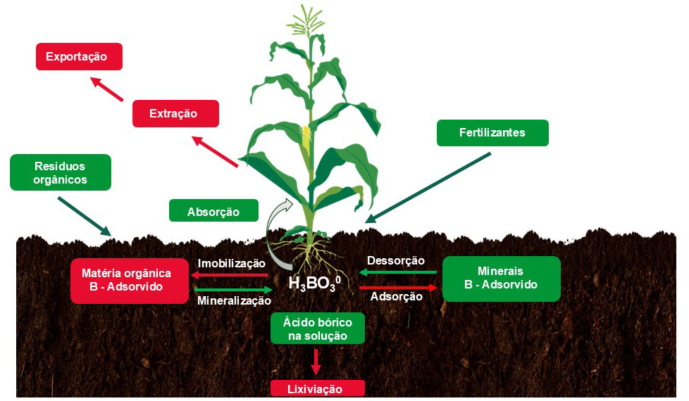 Fluxograma B sistema solo planta