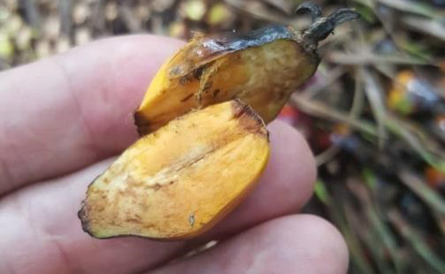 Parthenocarpic palm oil fruit