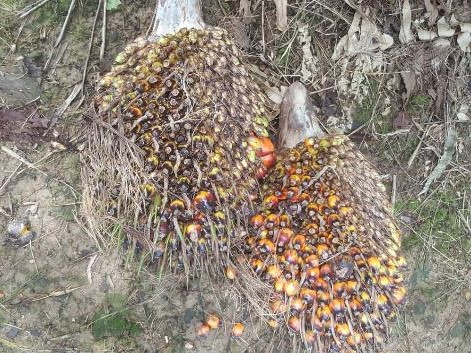 Fresh fruit bunch with boron deficiency