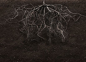 Compartimentos e fluxo de B no sistema solo-planta