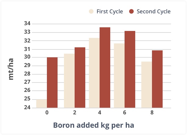 O rendimento resulta quando o boro é adicionado ao primeiro ciclo e ao segundo ciclo