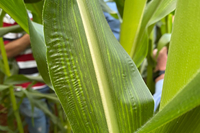 Casca de milho com deficiência de boro