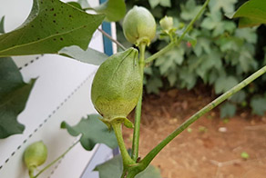 Deficiência de boro em algodão