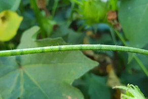 Deficiência de boro em algodão