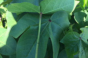 Deficiência de boro em algodão