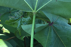 Deficiência de boro em algodão