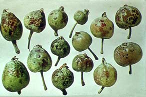 Maçã com má formação com manchas marrons