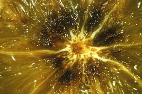 Internal darkening of citrus due to lack of boron.