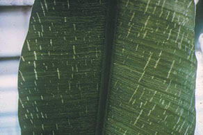 Pequenas listras cloróticas em uma folha de bananeira