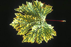 Grapes: Interveinal chlorosis