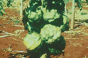 Fruta deformada de mamão