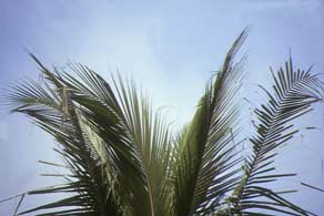 Folhas novas fracas e estreitas de dendezeiro com sinais de folha em formato de gancho.