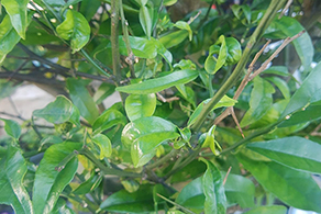 Orange Boron Deficiency 