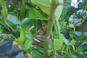 Orange Boron Deficiency 