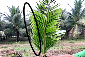 Coconut: Hook leaf