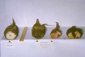 Podridão interna na beterraba açucareira