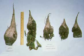 Várias coroas na beterraba açucareira