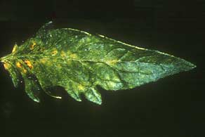 Folha de tomateiro com clorose marrom