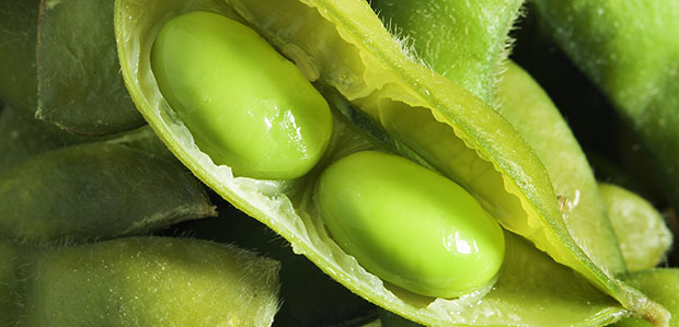 Soja (Maracaju e Naviraí, Brasil)