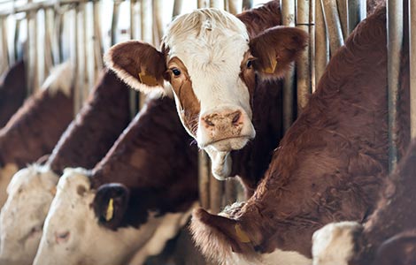 O esterco contém boro suficiente?