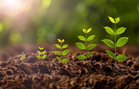 A função do boro na floração e na formação de frutos, nozes e castanhas, e sementes