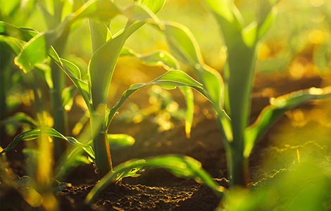 Tolerância relativa das plantas para o suprimento de boro disponível