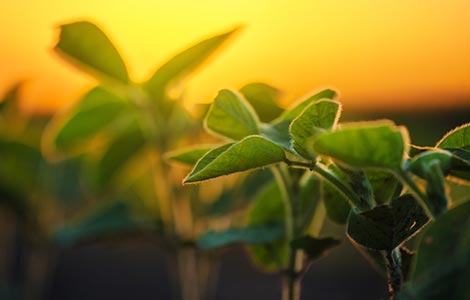 Aplicações de boro para aumentar a produtividade da soja