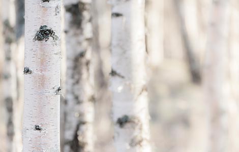 Boro na silvicultura