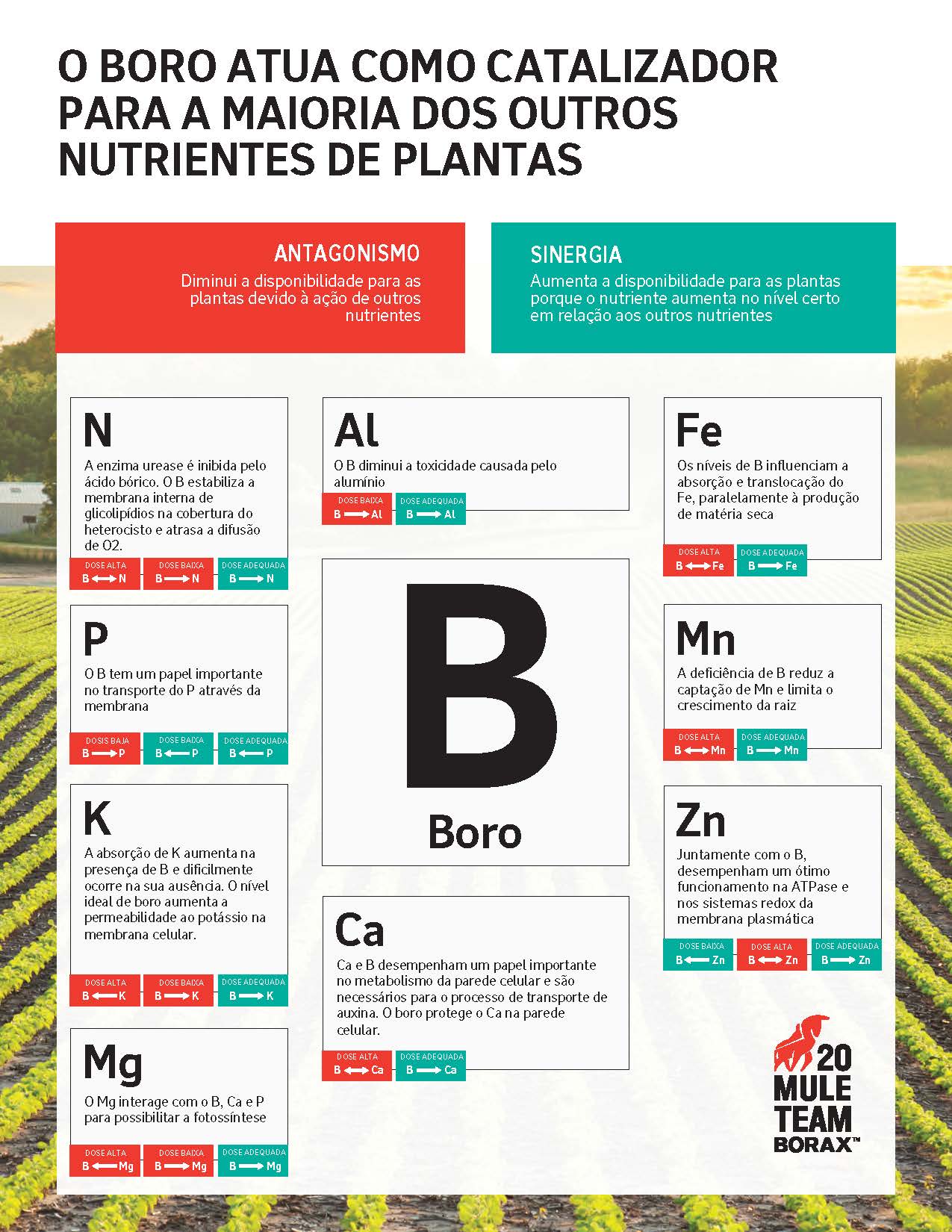 O antagonismo diminui a disponibilidade para as plantas devido à ação de outros nutrientes. A sinergia aumenta a disponibilidade para as plantas porque o nutriente aumenta no nível certo em relação aos outros nutrientes: Diagrama de como o boro se relaciona com nitrogênio, fósforo, potássio, magnésio, alumínio, cálcio, ferro, manganês e zinco.