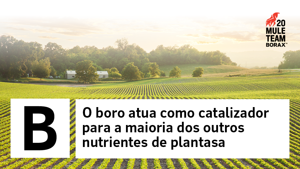 O Boro Atua como Catalizador para a Maioria dos Outros Nutrientes de Plantas