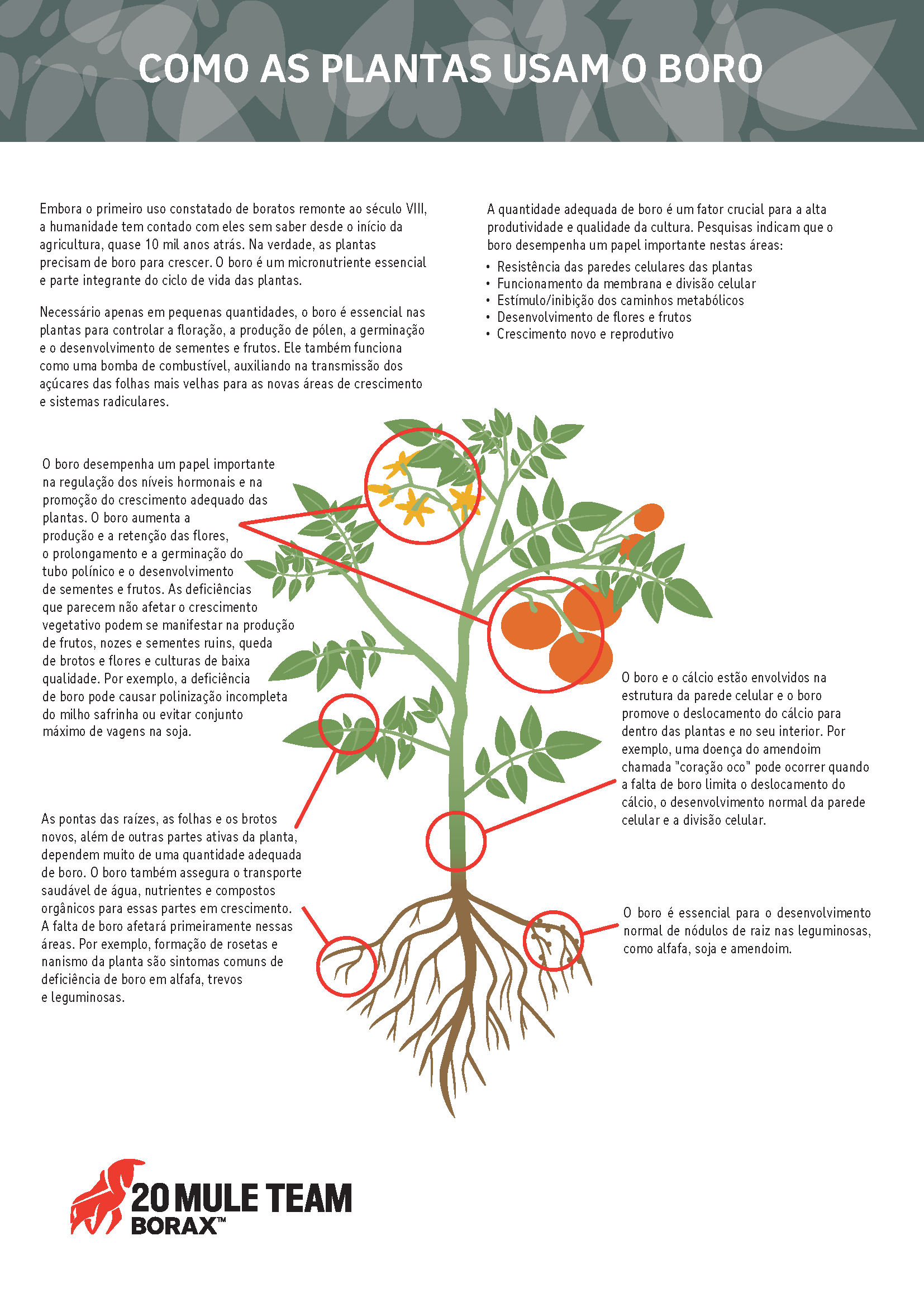 Um diagrama de como as plantas usam boro
