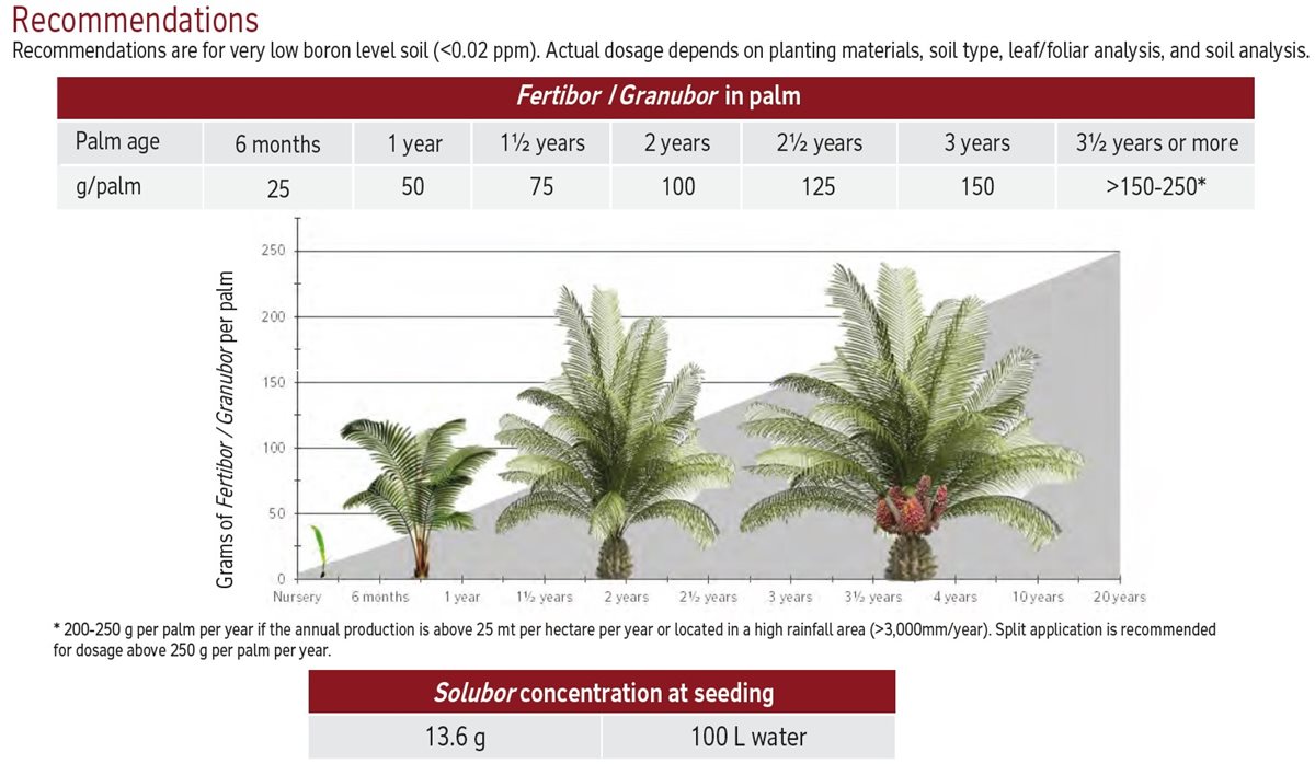As recomendações são para solos com um nível muito baixo de boro (menos de 0,02 ppm). A dosagem real depende dos materiais de plantação, do tipo de solo e da análise das folhas e do solo.