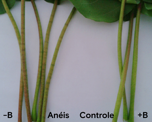 Pecíolos de plantas de algodoeiro