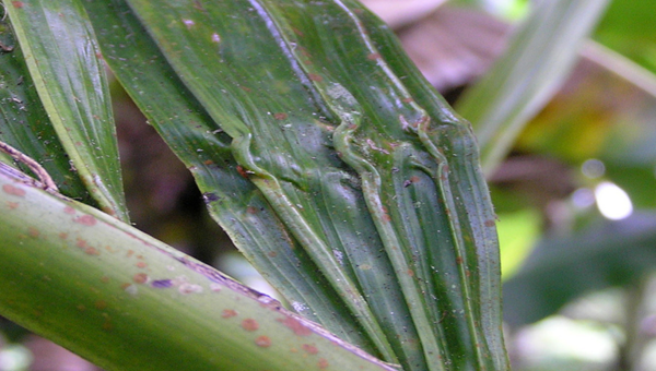 Crinkled palm leaves