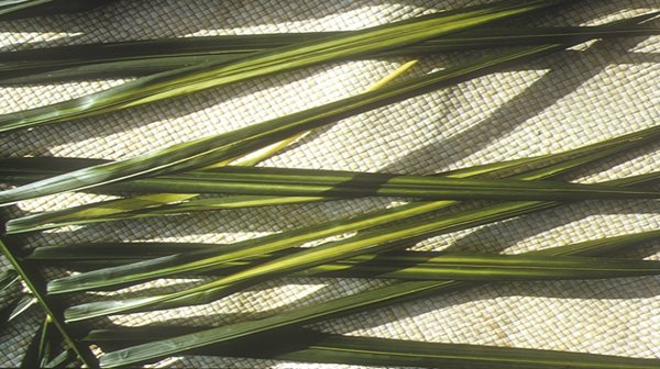 White striped leaves